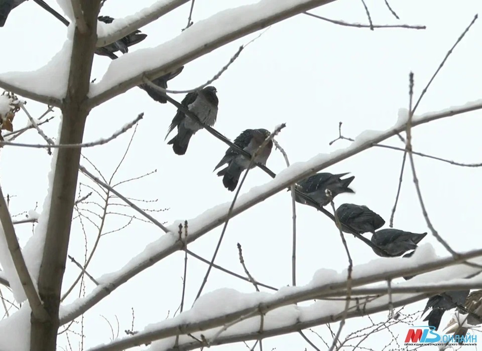 Снег с дождем при +2º ожидаются 20 февраля в Волгоградской области